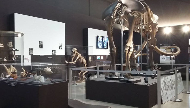 Photo: Facebook Musée d'Anthropologie Préhistorique Monaco